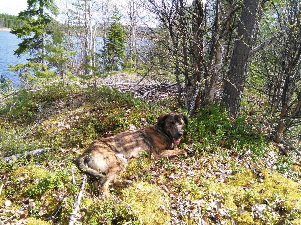 Gafsele Lappland Hostel Vaster Gafsele Экстерьер фото